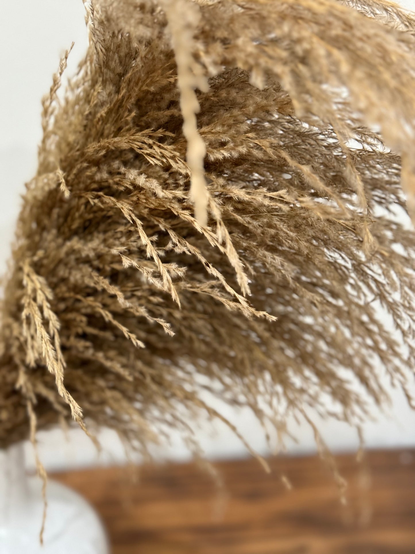 Pampas Beid