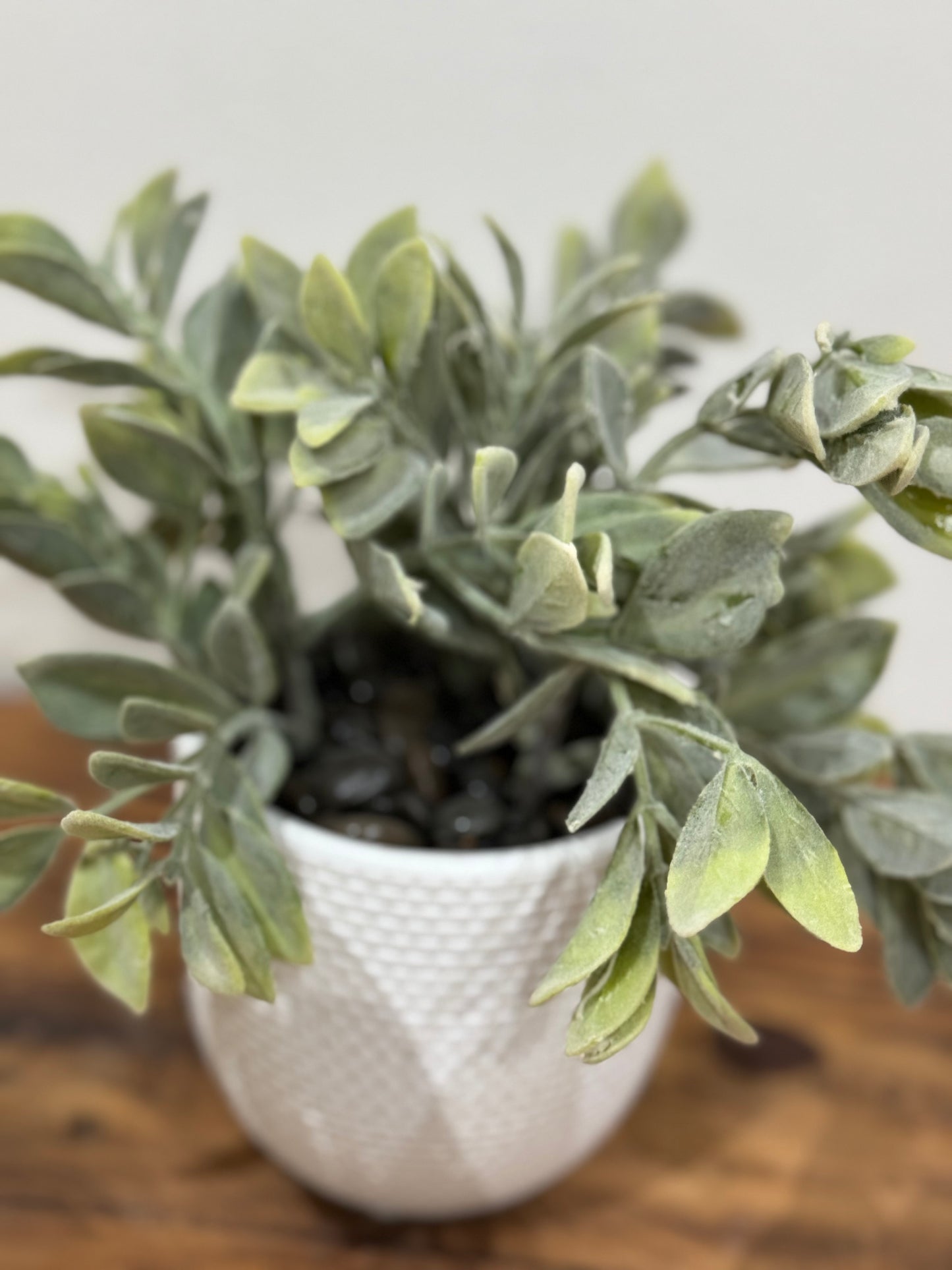 Planta Avior
