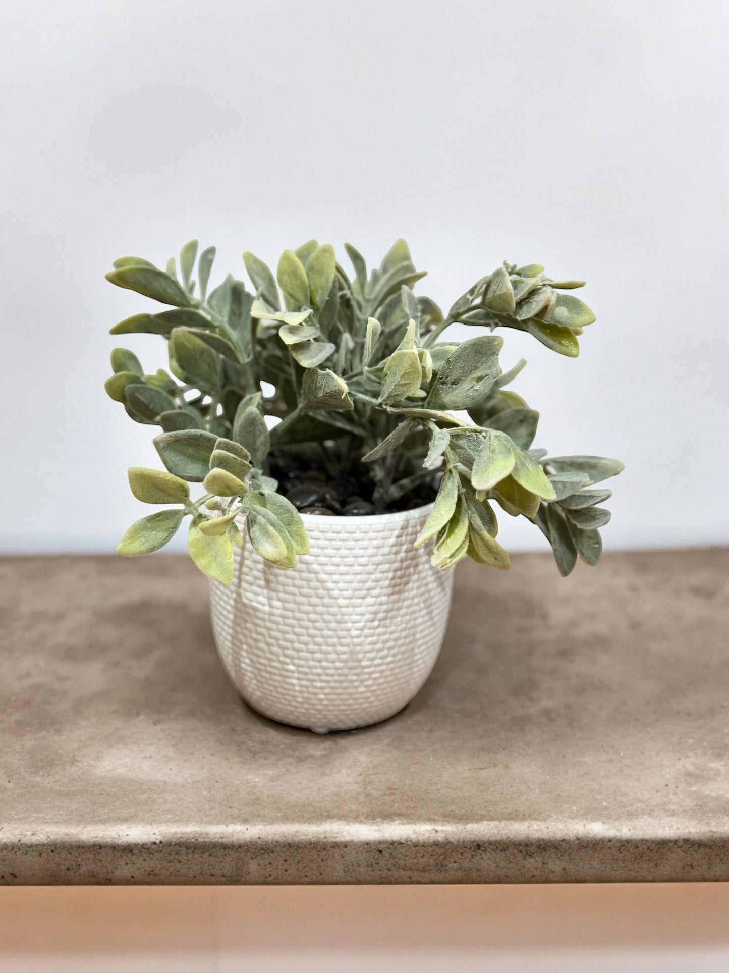 Planta Avior