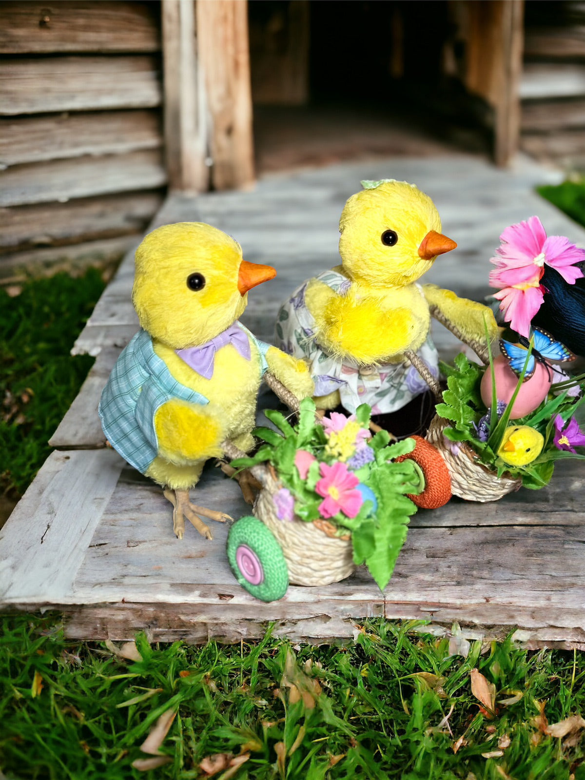 Pollito Heze