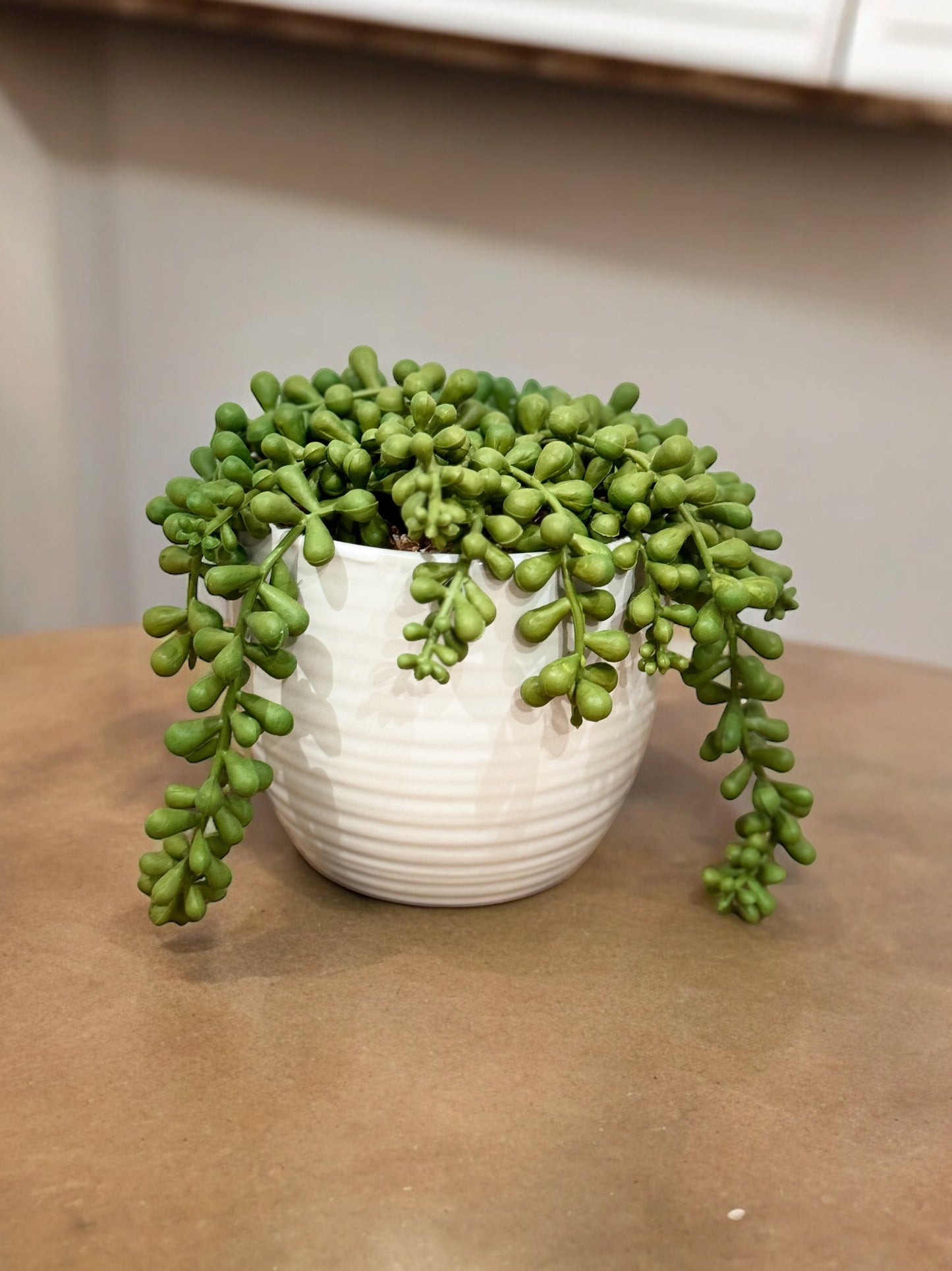 Planta Capella