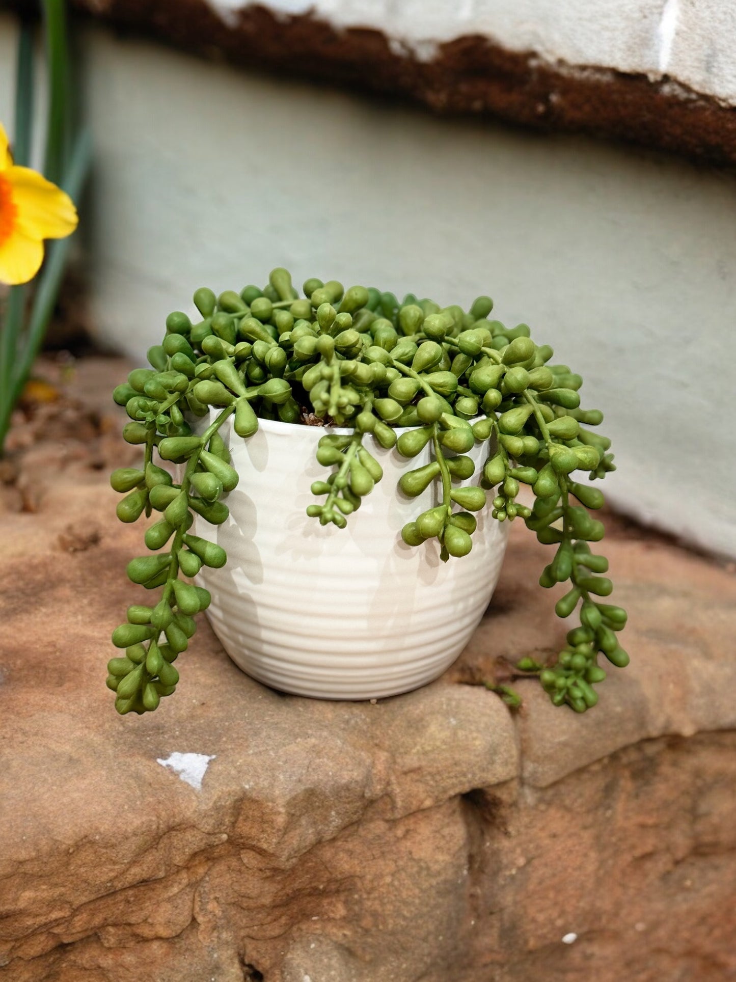 Planta Capella